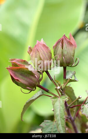 Hibiscus Moscheutos oder bekannt als Mitternacht Marvel Hibiskus Blütenknospen Stockfoto