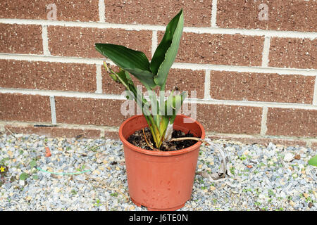 Anbau von Strelitzia Reginae oder auch bekannten Paradiesvögel in einem Topf Stockfoto