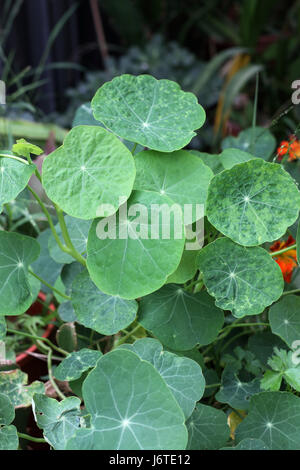 Kapuzinerkresse Tropaeolum Majus genannt plantsalso Stockfoto