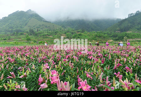 Taijiang, Chinas Provinz Guizhou. 21. Mai 2017. Touristen besuchen einen Lilie Garten am Wanghutun Dorf von Taijiang County, Südwesten Chinas Provinz Guizhou, 21. Mai 2017. Bildnachweis: Yang Wenbin/Xinhua/Alamy Live-Nachrichten Stockfoto