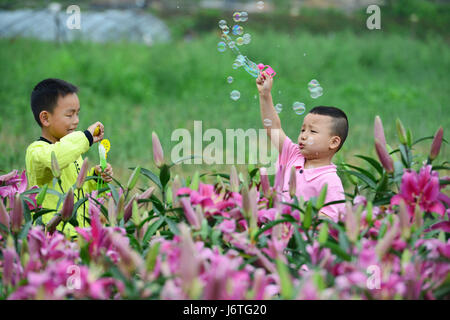 Taijiang, Chinas Provinz Guizhou. 21. Mai 2017. Kinder spielen in einer Lilie Garten am Wanghutun Dorf von Taijiang County, Südwesten Chinas Provinz Guizhou, 21. Mai 2017. Bildnachweis: Yang Wenbin/Xinhua/Alamy Live-Nachrichten Stockfoto