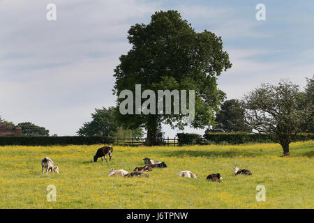 Uttoxeter, Staffordshire. 22. Mai 2017. Kühe hinlegen, aber es ist nicht, weil es zu regnen, geht sie zum Jahresbeginn eine wochenlange Hitzewelle in Uttoxeter, Staffordshire genießen. Temperaturen werden sich voraussichtlich bis zu 25 Grad Celsius während der warmen Zauber getroffen. 22. Mai 2017. Bildnachweis: Richard Holmes/Alamy Live-Nachrichten Stockfoto