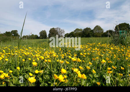 Uttoxeter, Staffordshire. 22. Mai 2017. Blumen blühen zu Jahresbeginn eine wochenlange Hitzewelle in Uttoxeter, Staffordshire. Temperaturen werden sich voraussichtlich bis zu 25 Grad Celsius während der warmen Zauber getroffen. 22. Mai 2017. Bildnachweis: Richard Holmes/Alamy Live-Nachrichten Stockfoto