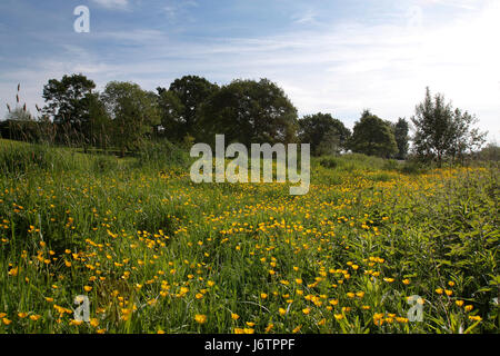 Uttoxeter, Staffordshire. 22. Mai 2017. Blumen blühen zu Jahresbeginn eine wochenlange Hitzewelle in Uttoxeter, Staffordshire. Temperaturen werden sich voraussichtlich bis zu 25 Grad Celsius während der warmen Zauber getroffen. 22. Mai 2017. Bildnachweis: Richard Holmes/Alamy Live-Nachrichten Stockfoto