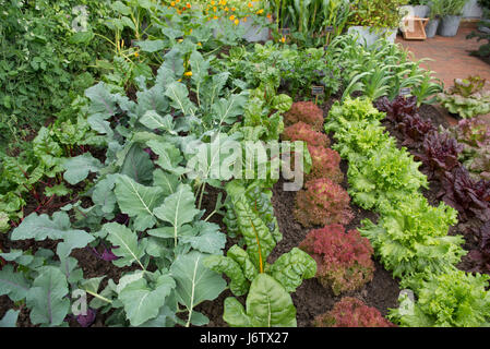 Das Royal Hospital Chelsea, London, UK. 22. Mai 2017. Der jährliche Höhepunkt der Gartenbau, die RHS Chelsea Flower Show Vorschau Kalendertag mit prominenten Besuch. Chris Evans Geschmack Garten, ein Gefühl gut Garten. Bildnachweis: Malcolm Park Leitartikel/Alamy Live-Nachrichten. Stockfoto