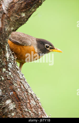 American Robin Stockfoto