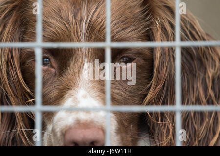 Springer Spaniel Gebrauchshund, schaut aus seiner Hundehütte, Swansea, Vereinigtes Königreich, 21. Juli 2016. Stockfoto