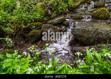 Landschaften um elterwater und Little langdale an einem warmen Frühlingstag. Stockfoto