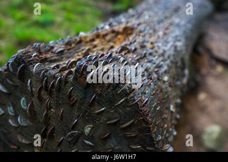 Landschaften um elterwater und Little langdale an einem warmen Frühlingstag. Stockfoto