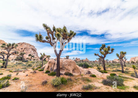 Eine klassische Wüstenlandschaft im Joshua Tree National Park zeigt die berühmte Bäume, aus denen die Wüste benannt wurde. Stockfoto