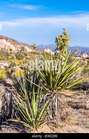 Eine Mojave Yucca Baum Blüte eingerahmt vor einem strahlend blauen Himmel im Joshua Tree National Park Stockfoto