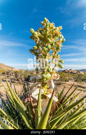 Eine Mojave Yucca Baum Blüte eingerahmt vor einem strahlend blauen Himmel im Joshua Tree National Park Stockfoto