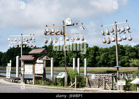 Lila Martin Kürbis Vogelhäuschen entlang Jeremy Creek in der kleinen Ortschaft von McClellanville, South Carolina. McClellanville ist ein kleines Fischerdorf im Inneren des Cape Romain National Wildlife Refuge und umgeben von Francis Marion National Forest. Stockfoto