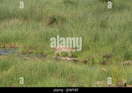 Serval, Tansania Stockfoto