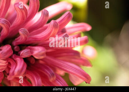Brasilianische Fahne Blume Justicia Carnea Blüten mit rosa Blüten auf einem Busch im Frühjahr. Stockfoto