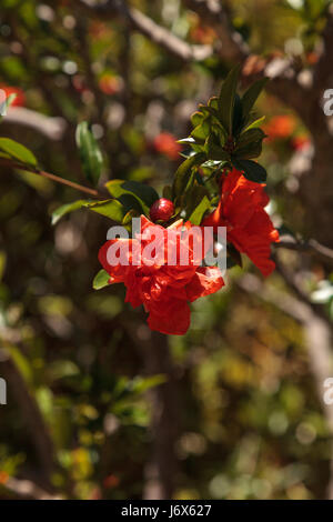 Granatapfelbaum Punica Granatum, blüht und trägt Früchte im Sommer Stockfoto