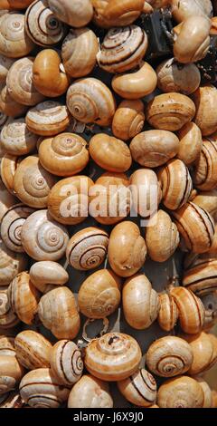 schneckenhuser Stockfoto