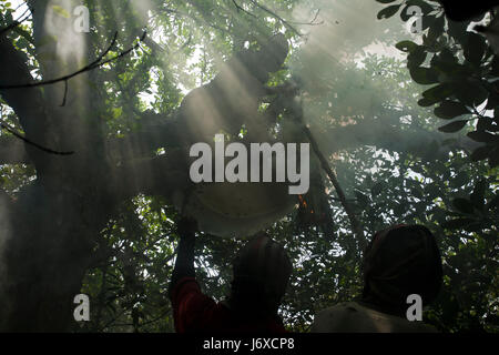 Ein Honig Sammler lokal bekannt als "Mawal" bricht eine Honigwabe, Honig in den Sundarbans, ein UNESCO-Weltkulturerbe und ein Naturschutzgebiet zu erhalten. S Stockfoto