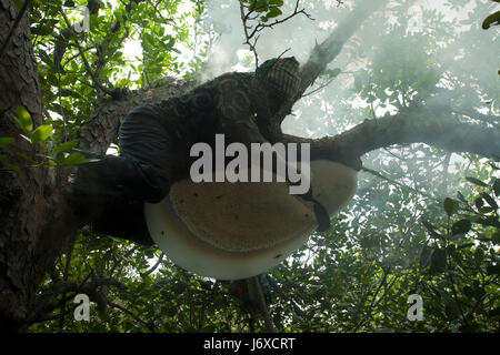 Ein Honig Sammler lokal bekannt als "Mawal" bricht eine Honigwabe, Honig in den Sundarbans, ein UNESCO-Weltkulturerbe und ein Naturschutzgebiet zu erhalten. S Stockfoto