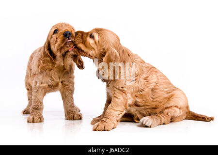 Hund Welpenliebe verliebt verliebte sich in Liebe Kuss Welpen Welpen Pupies leer Stockfoto