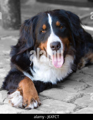 Augen Blick Blick Blick spähen Rüde Rassehund schauen sehen Stockfoto