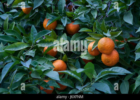 Bitterorange Baum (Citrus Aurantium) in Córdoba, Andalusien, Spanien. Stockfoto