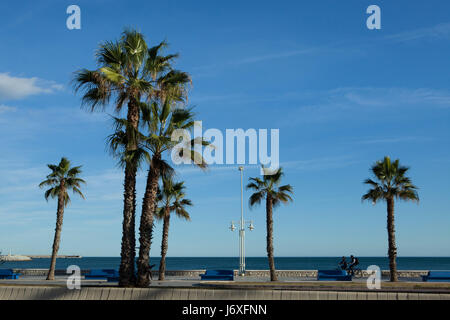 Palmen Sie am Meer in Malaga, Costa Del Sol, Andalusien, Spanien. Stockfoto