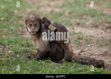 Golden-bellied Kapuziner (Sapajus Xanthosternos), auch bekannt als die gelbe-breasted Kapuziner. Zwei Monate alten Kapuziner geboren am 7. Mai 2016. Stockfoto