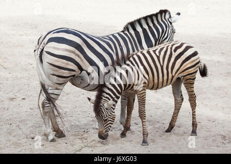 Chapman Zebra (Equus Quagga Chapmani) mit ihren Fohlen in La Palmyre Zoo (Zoo De La Palmyre) in Les Mathes, Charente-Maritime, Frankreich. Drei-Monate-alten Stockfoto