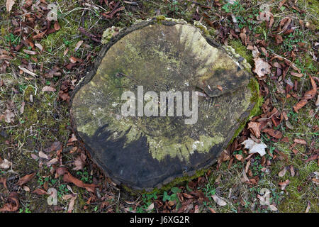 Stumpf auf dem Zentralfriedhof in Brünn, Tschechien. Stockfoto