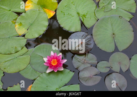 Sterne Lotus (Nymphaea Nouchali), auch bekannt als die Weiße Seerose. Stockfoto