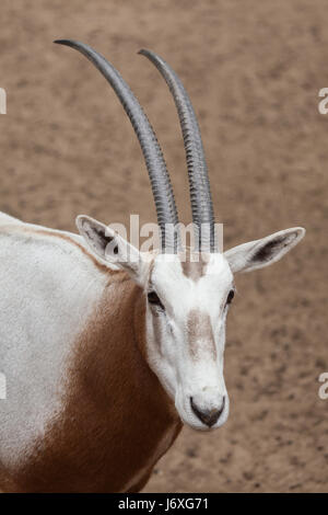 Krummsäbel Oryx (Oryx Dammah), auch bekannt als die Sahara Oryx oder Scimitar-horned Oryx-Antilopen. Stockfoto