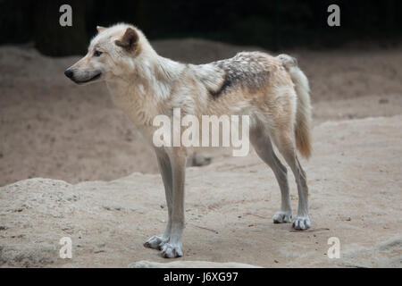 Nordwestlichen Wolf (Canis Lupus Occidentalis), auch bekannt als der Mackenzie-Tal-Wolf. Stockfoto