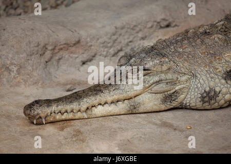 Slender-snouted Krokodil (Mecistops Cataphractus). Tierwelt Tier. Stockfoto