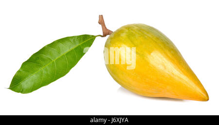 Pouteria Campechiana auf dem weißen Hintergrund isoliert. Stockfoto