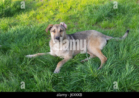 Junge kreuzen streunender Hund ruht auf einem Frühjahr Rasen im park Stockfoto
