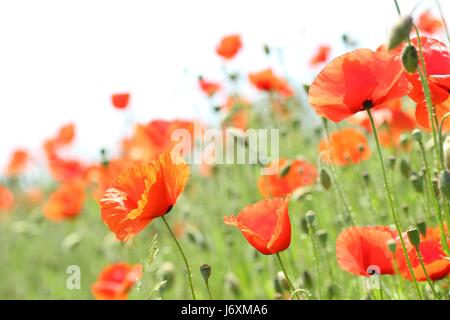 Mohnblumen Feld Stockfoto