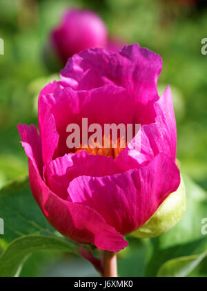 Paeonia Mascula ist eine Art von Pfingstrose. Es ist eine krautige, mehrjährige Pflanze 0,5 – 1,5 Meter hoch. Stockfoto