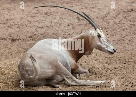 Krummsäbel Oryx (Oryx Dammah), auch bekannt als die Sahara Oryx oder Scimitar-horned Oryx-Antilopen. Stockfoto