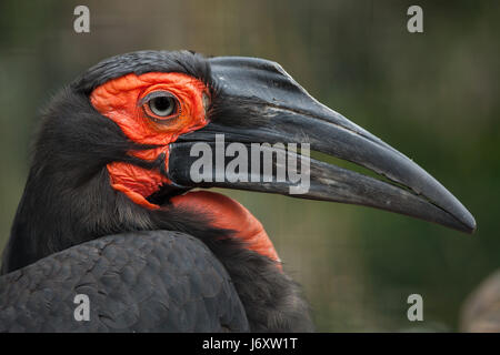 Südliche Hornrabe (Bucorvus Leadbeateri). Stockfoto