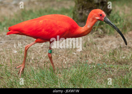 Scarlet Ibis (Eudocimus Ruber). Tierwelt Tier. Stockfoto