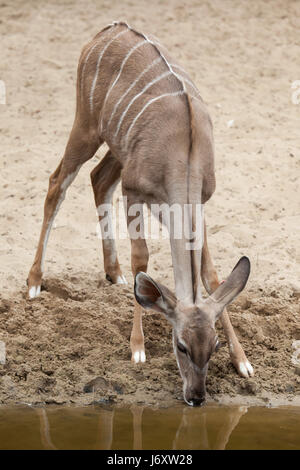 Große Kudu (Tragelaphus Strepsiceros). Tierwelt Tier. Stockfoto