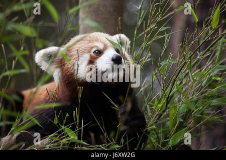 Westliche Katzenbär (Ailurus Fulgens Fulgens), auch bekannt als die nepalesischen roter Panda. Stockfoto
