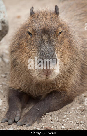 Wasserschwein (Hydrochoerus Hydrochaeris). Tierwelt Tier. Stockfoto