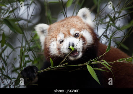 Westliche Katzenbär (Ailurus Fulgens Fulgens), auch bekannt als die nepalesischen roter Panda. Stockfoto