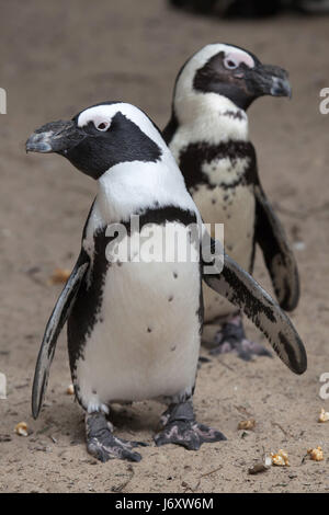 Afrikanische Pinguin (Spheniscus Demersus), auch bekannt als die Jackass Penguin oder Black-footed Pinguin. Stockfoto