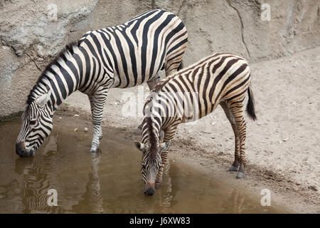 Chapman Zebra (Equus Quagga Chapmani) in La Palmyre Zoo (Zoo De La Palmyre) in Les Mathes, Charente-Maritime, Frankreich. Drei-Monate-alten Chapman zebr Stockfoto