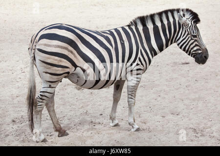Chapman Zebra (Equus Quagga Chapmani). Stockfoto