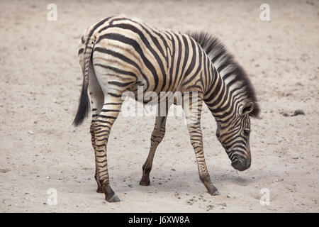 Chapman Zebra (Equus Quagga Chapmani) in La Palmyre Zoo (Zoo De La Palmyre) in Les Mathes, Charente-Maritime, Frankreich. Drei-Monate-alten Chapman zebr Stockfoto