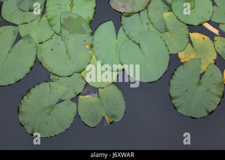 Sterne Lotus (Nymphaea Nouchali), auch bekannt als die Weiße Seerose. Stockfoto